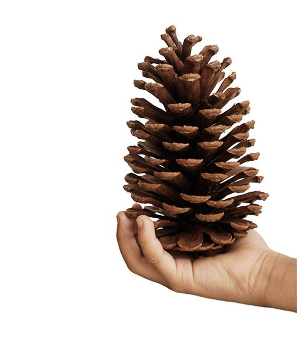 Pinhas para lareira, churrasco e salamandra