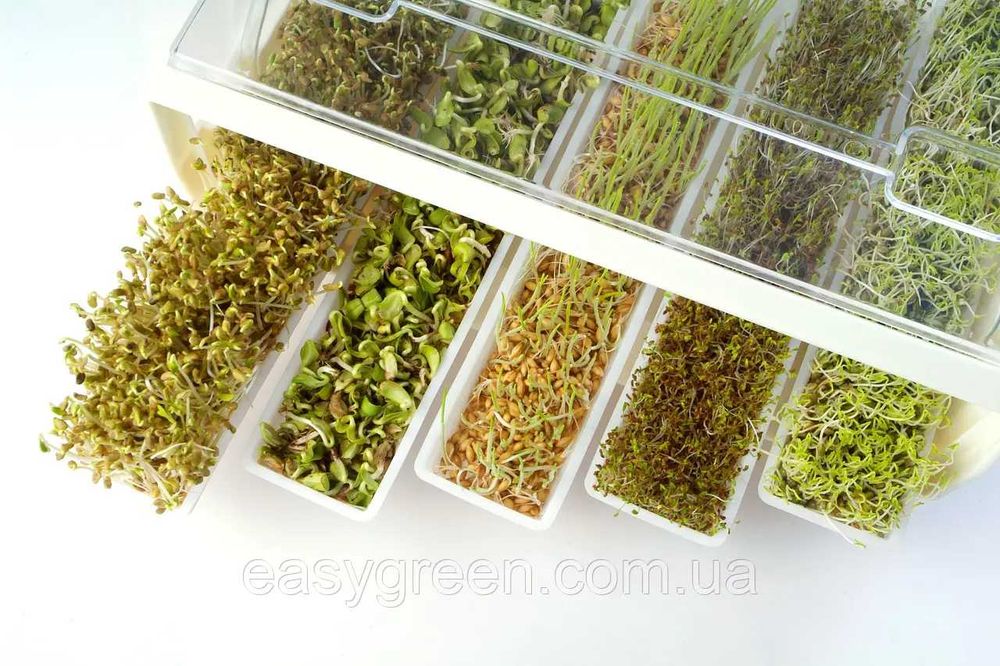 Проращиватель. Пророщувач EasyGreen Mikrofarm