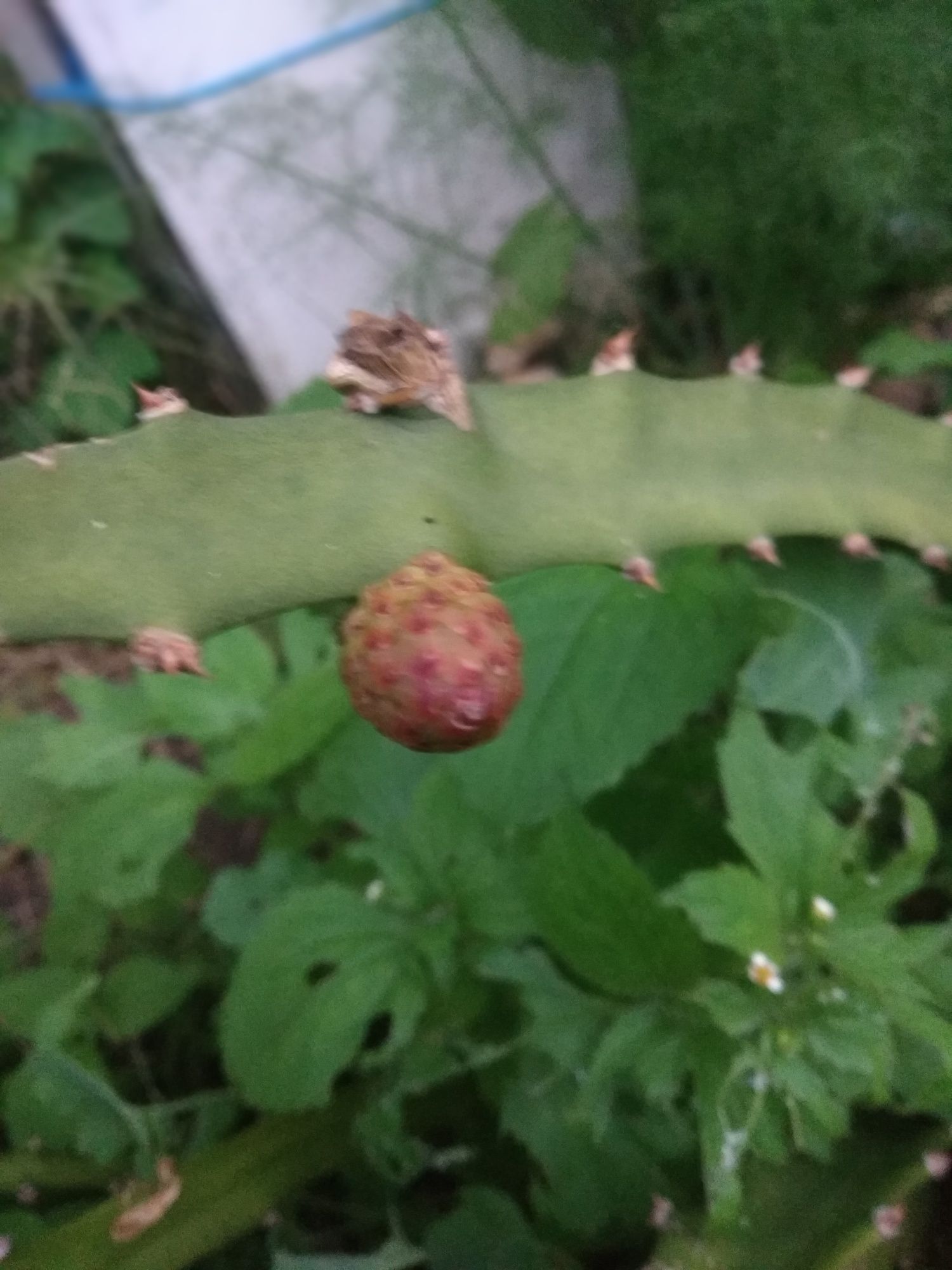 Plantas de Pitayas Amarelas palora Megalanthus Equador Híbrida