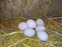 Яйця домашні курячі безкоштовна доставка