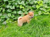 Shiba inu szczenię
