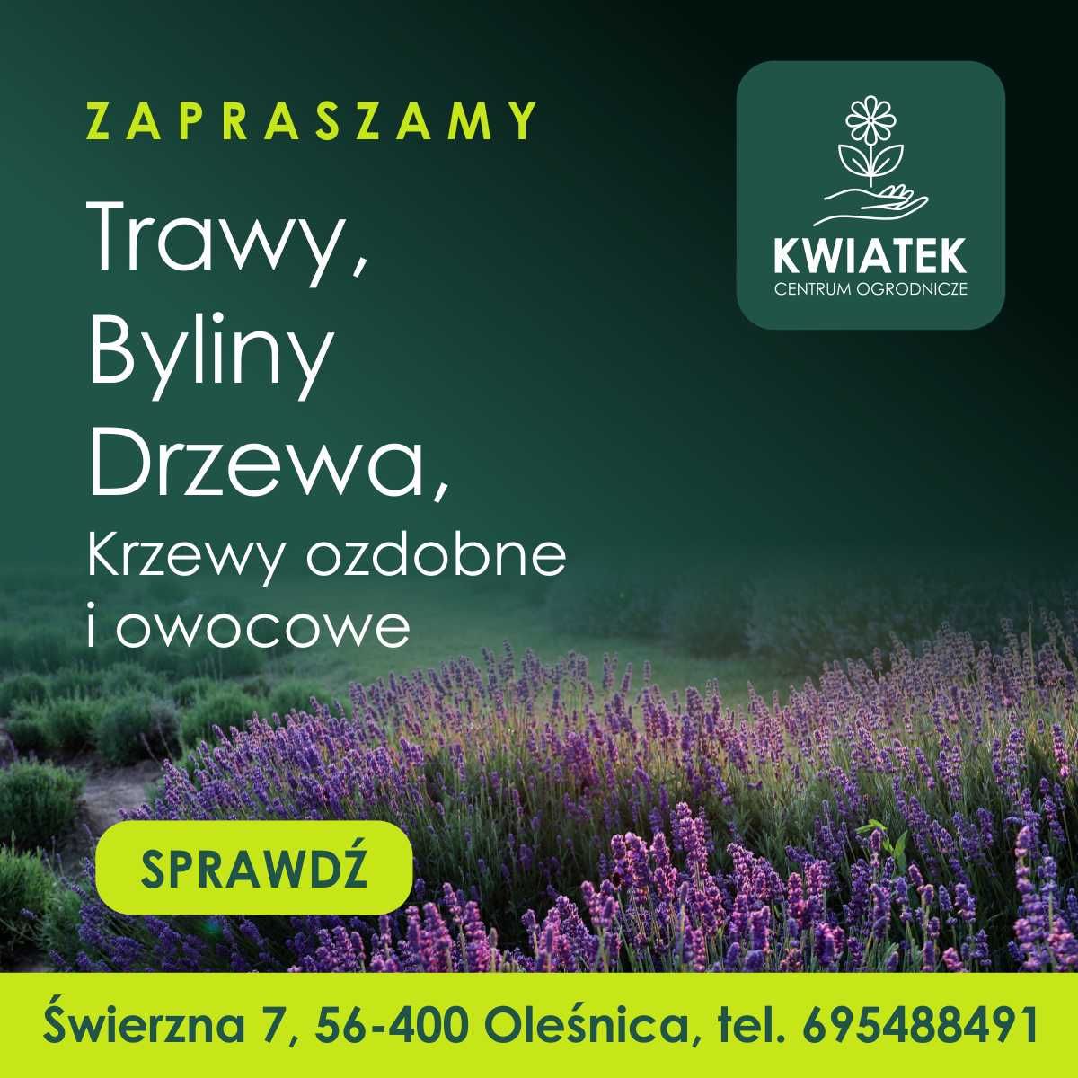 Tuja Żywotnik Olbrzymi Kórnik doniczka