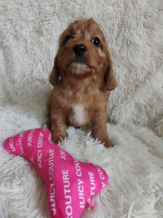 **Cavapoo Piesek **