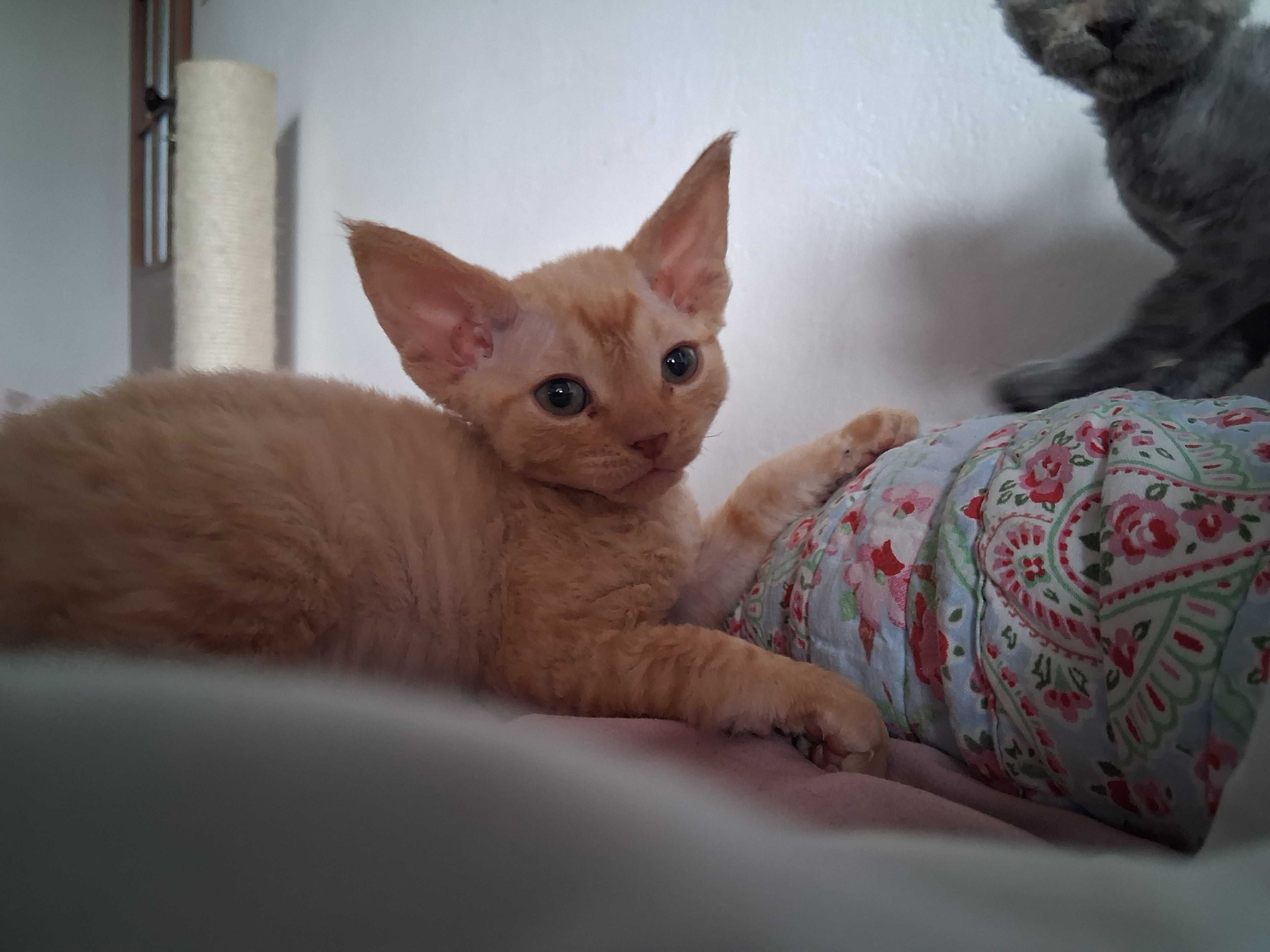 Miziasty rudy kocurek Devon Rex,FPL
