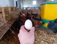 Jajka od szczęśliwych kur