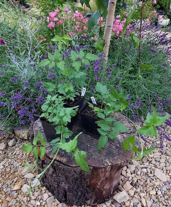Powojnik bylinowy clematis 3 szt. P9 K11