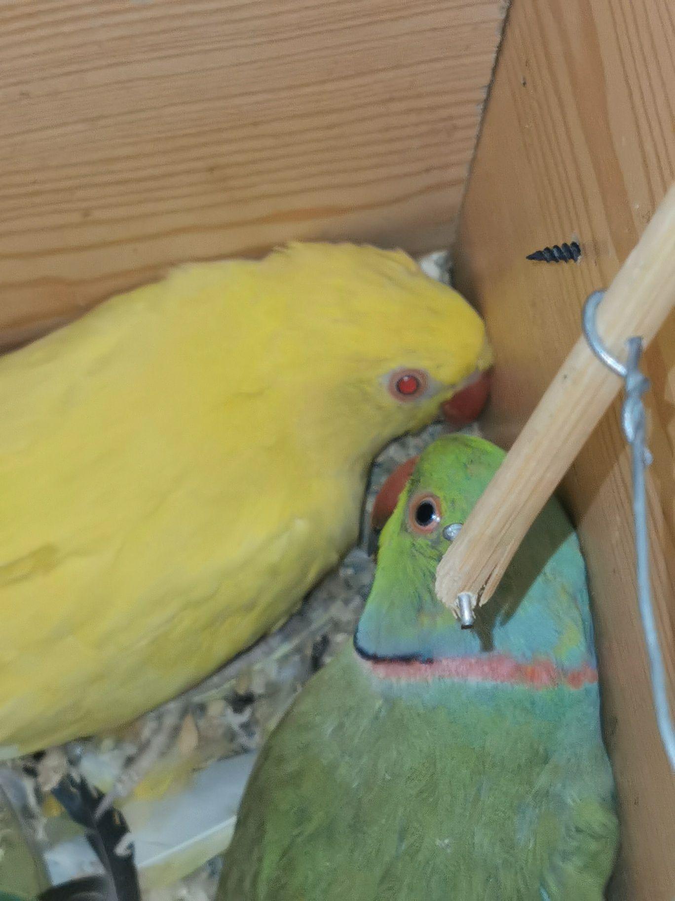 Vendo casal de ring neck  sem anilhas
