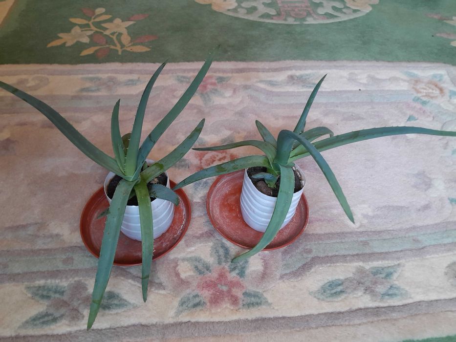 Алое         Віра