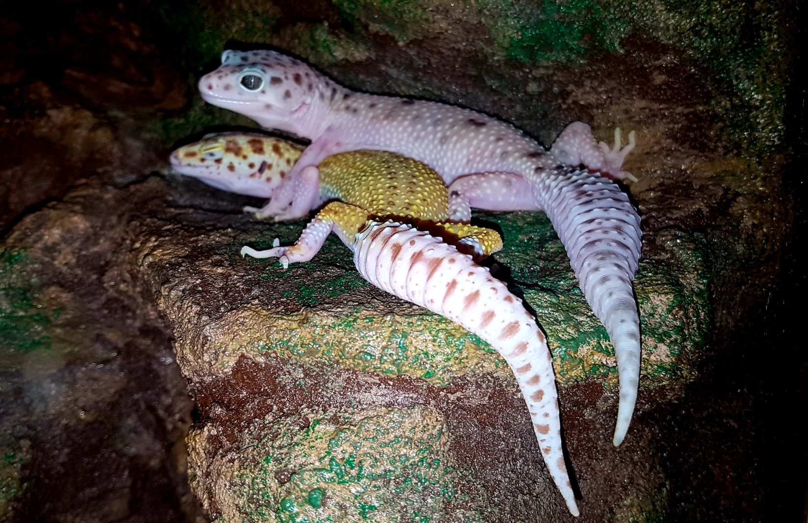 Terrarium + dwa gekony