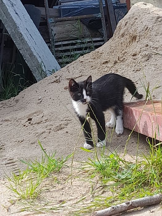 Oddam kotka w dobre ręce