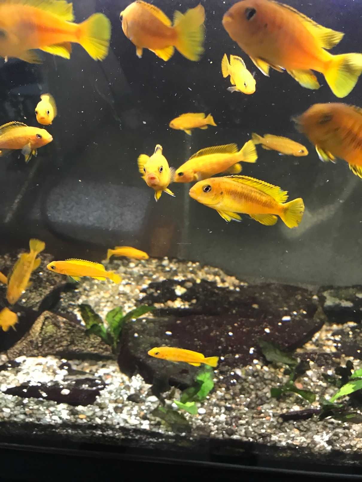 Pseudotropheus saulosi - Malawi