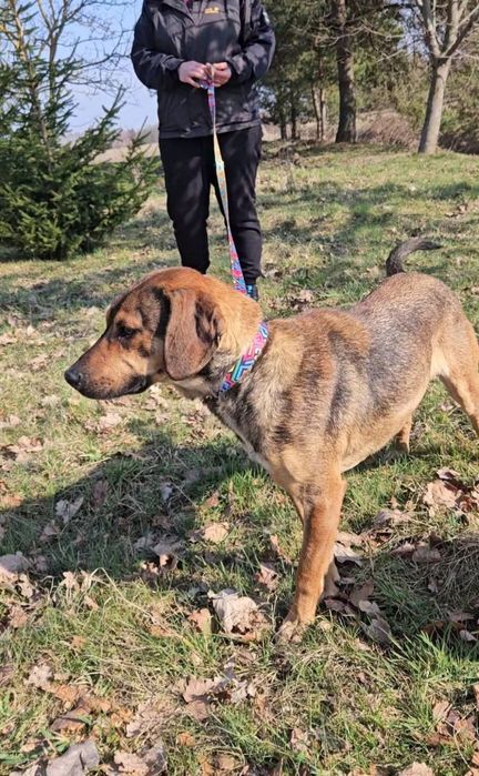 Nala w typie posokowca szuka domu