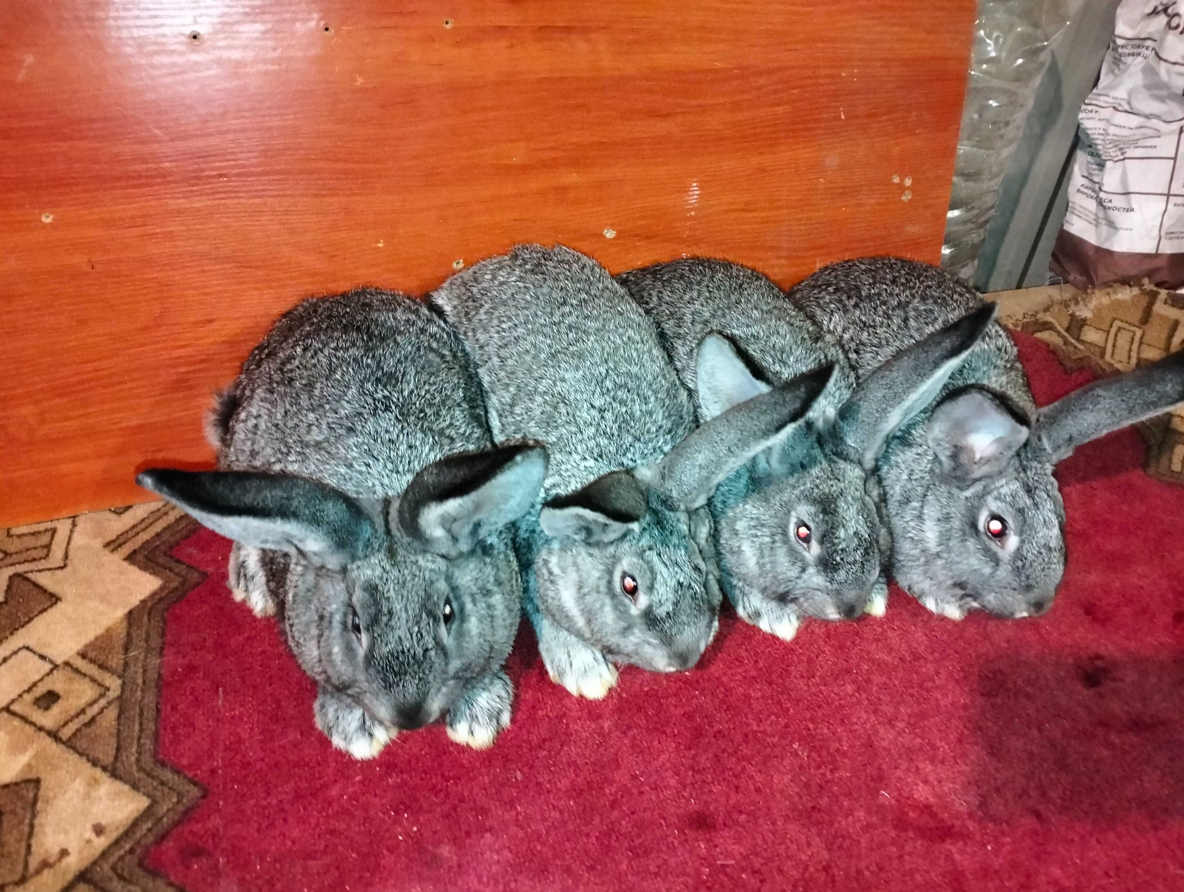 Кролики, шиншила, молодняк кролика, кролі