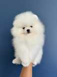 Szpic miniaturowy pomeranian