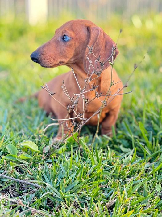 Teckel macho standard