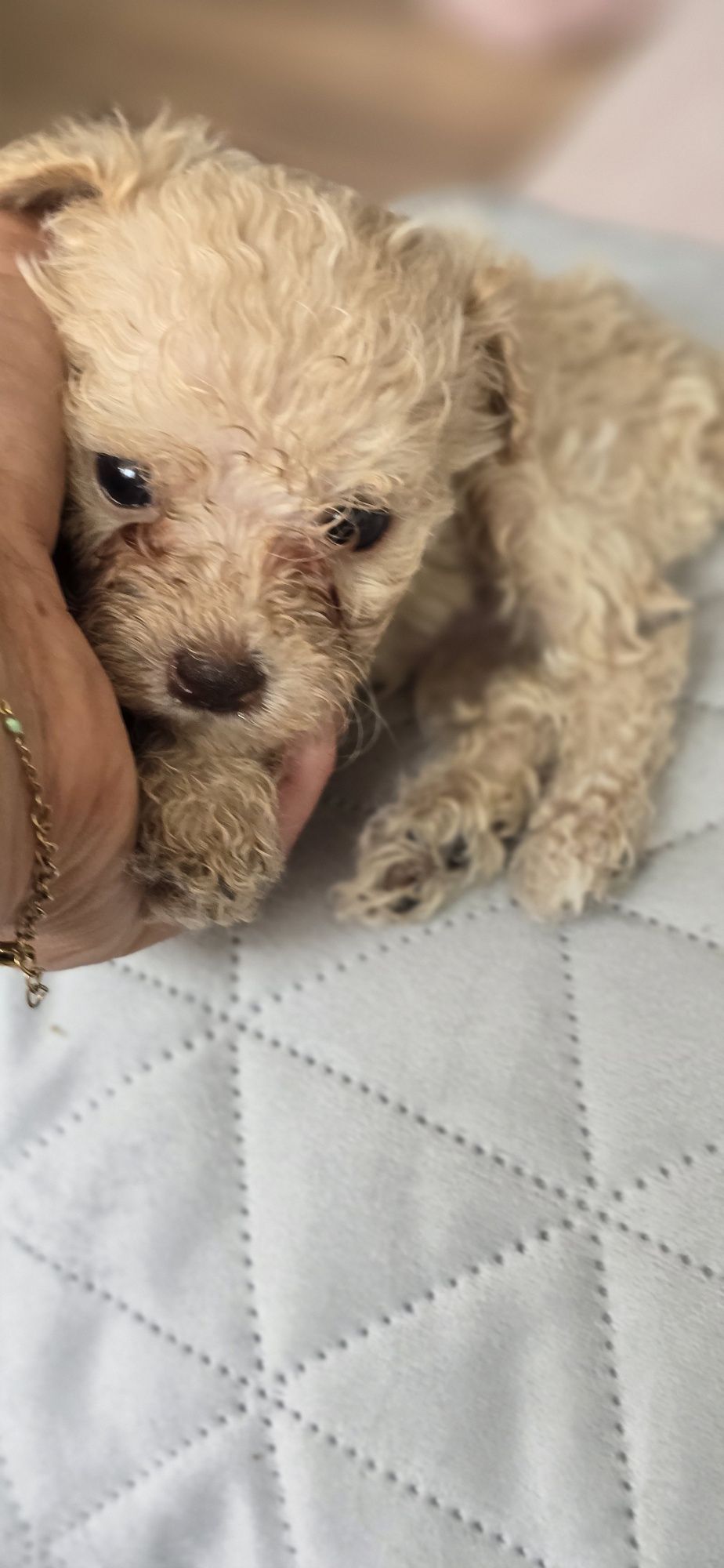 Malutki Maltipoo
