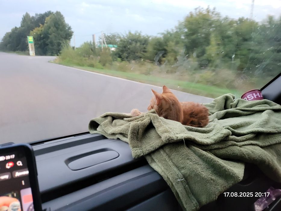 Прилаштовується котик