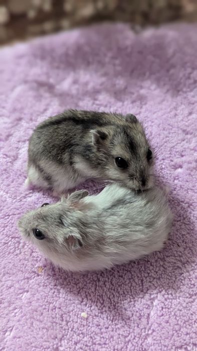 Маленькі ручні джунгарики чекають на люблячу родину