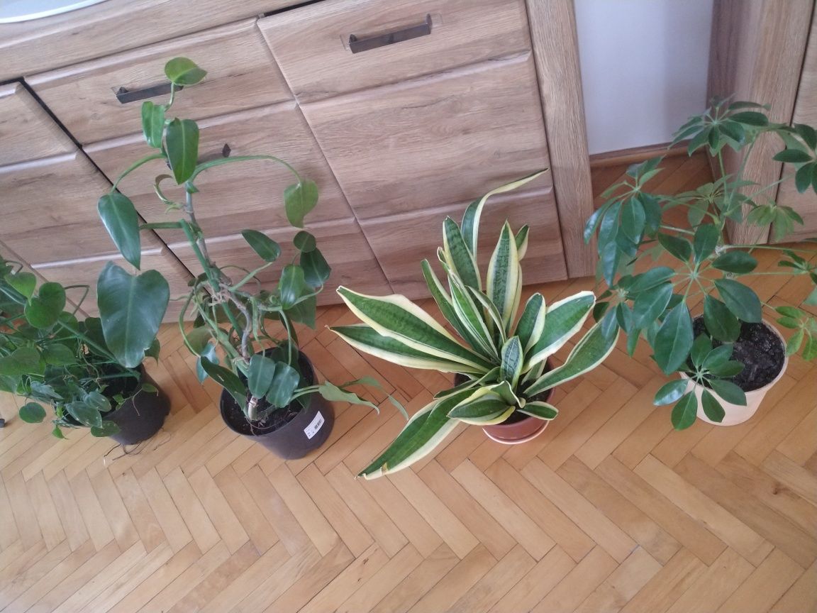 Cztery kwiatki doniczkowe filodendron sansewieria scheflera
