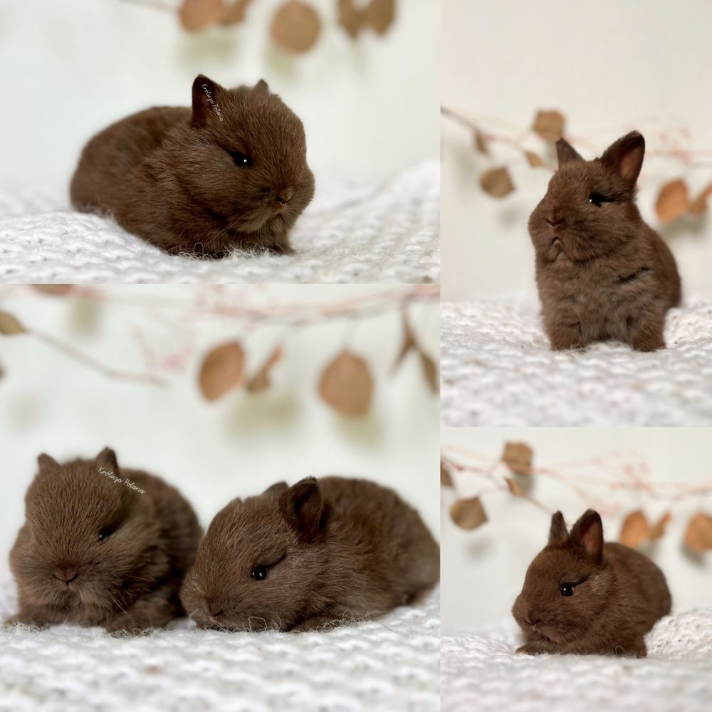 Króliczki Mini rasy Karzełek Teddy oraz Karzełek Niderlandzki