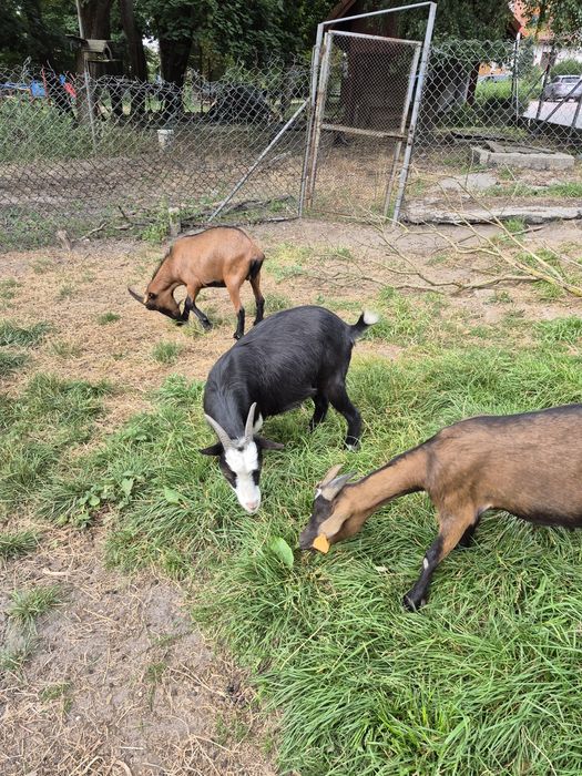 Kozy miniaturowe do ogrodów, zabawy z dziećmi, skubania trawy.