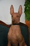 Cão Sem Pelo do Mexico (Standart)