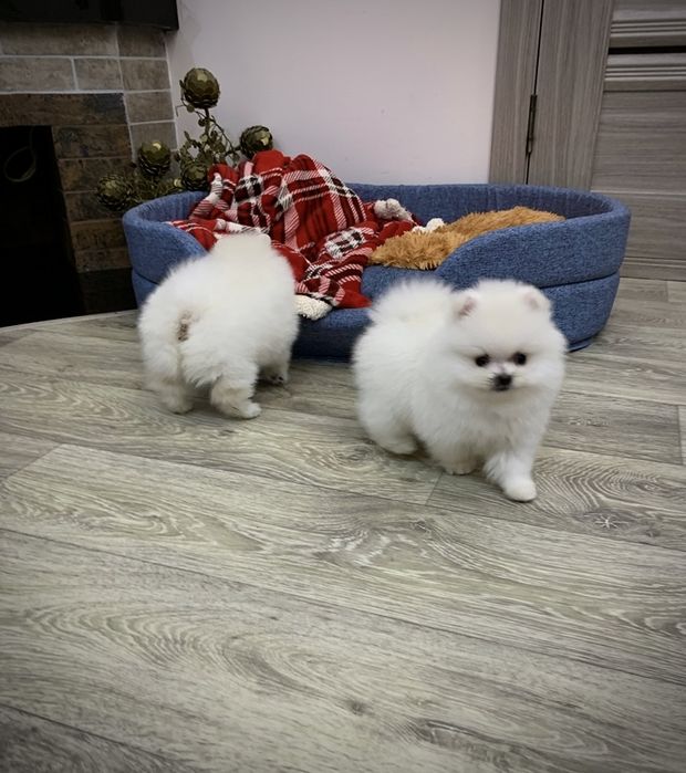 Белые щенки померанские шпицы. Щенок померанец в типе мишка с документ