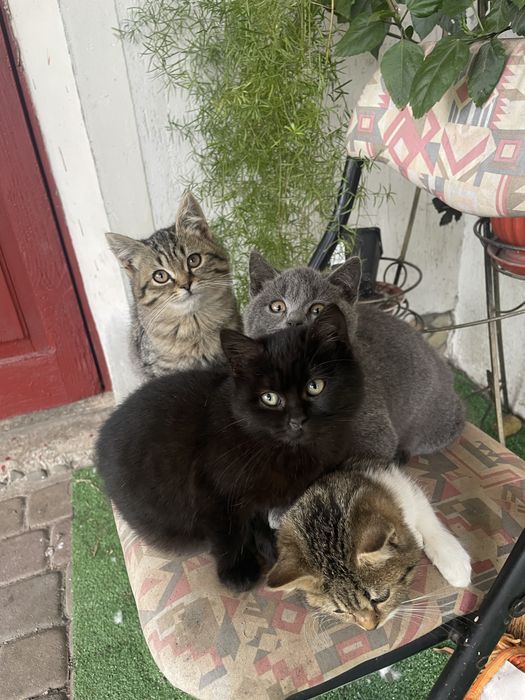 віддам котиків у добрі руки