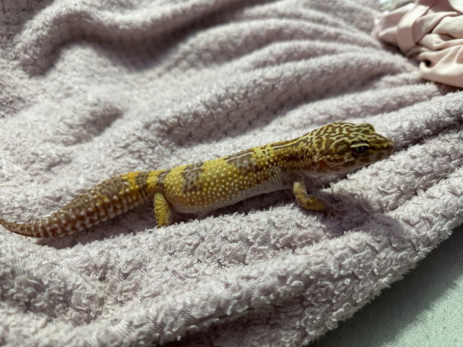 Gekon lamparci samica z terrarium