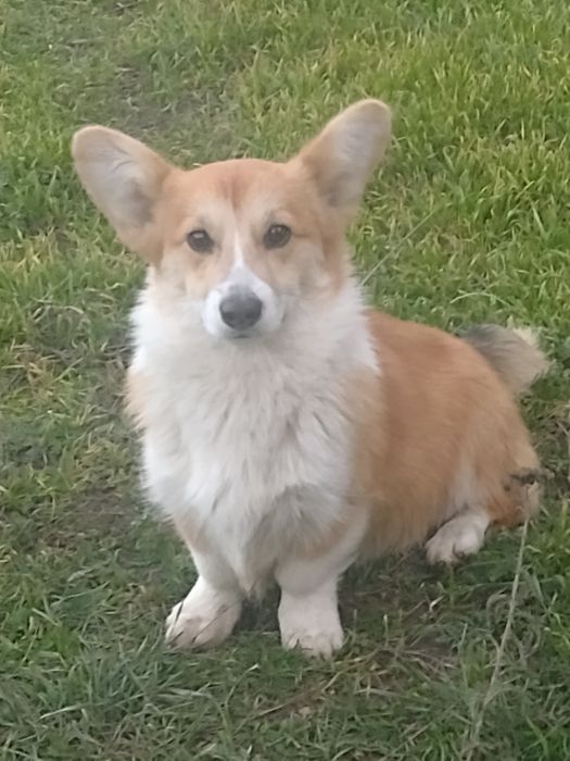 Майбутній чемпіон Купер