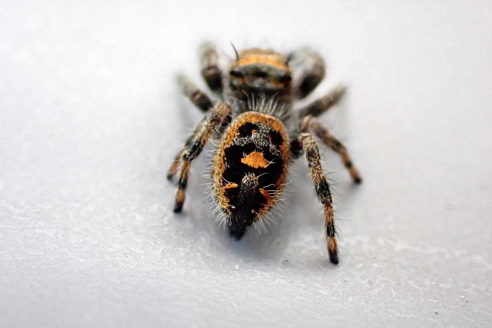 Skakun Phidippus bryantae oregon L8