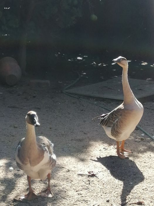 Gansos da Guiné (casal)