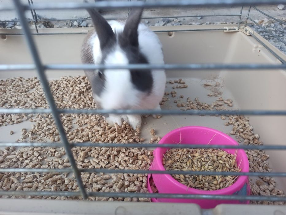 Oddam królika miniaturkę