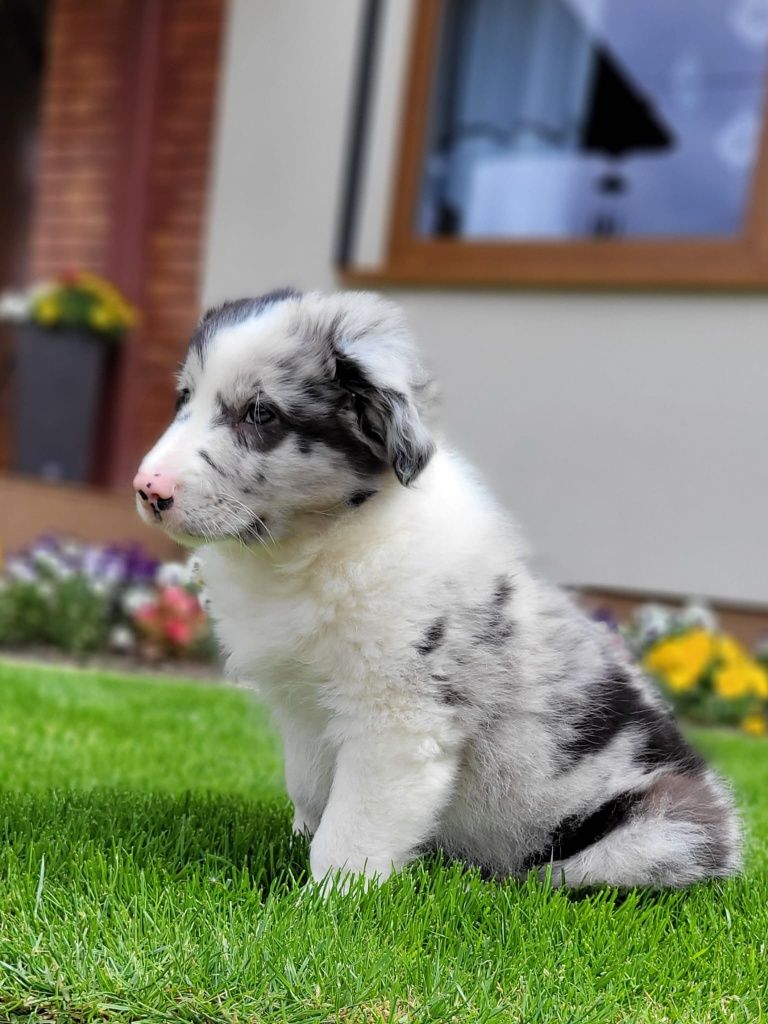 Border Collie piesek