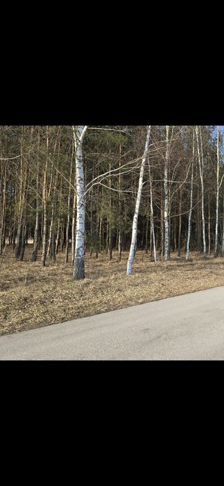 Drzewo na opał oddam za darmo do samodzielnej przecinki.