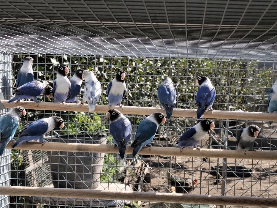 Agapornis Persunatus 2025