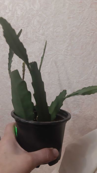 Лилия белая  . Кактус. Эпифиллум..Нарцисс.