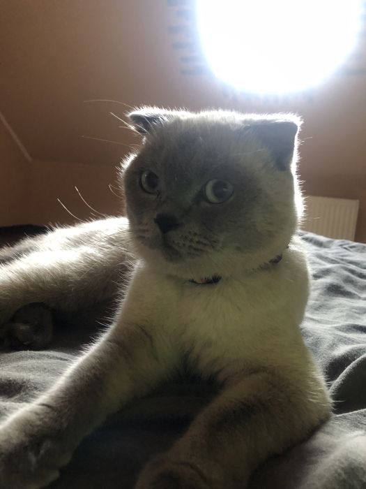 Шотландець глаткошестий вʼязка