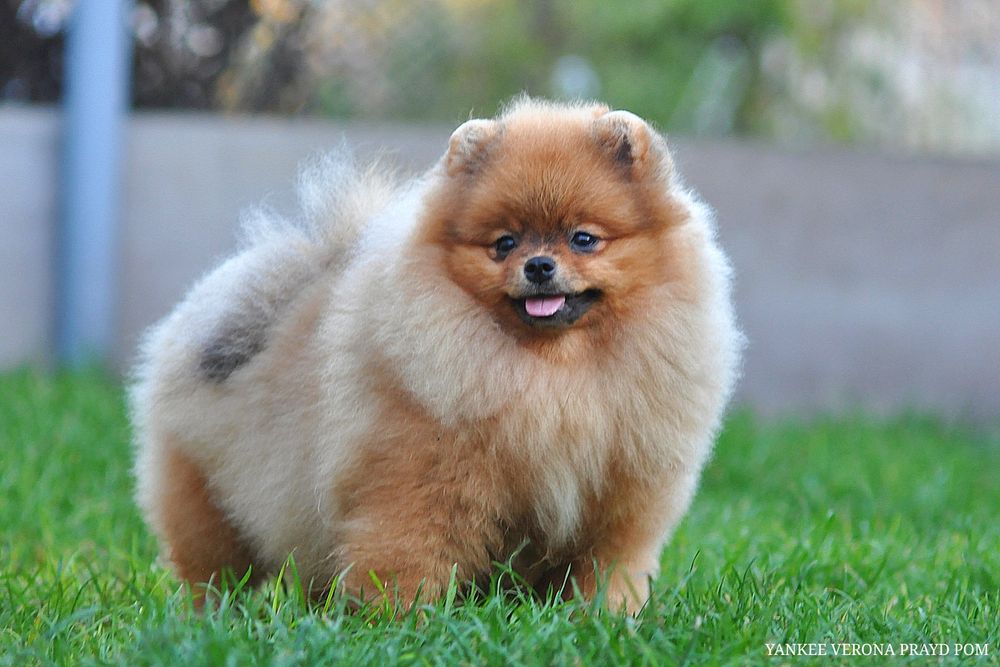 Куди дивляться очі на таку красу дівочу