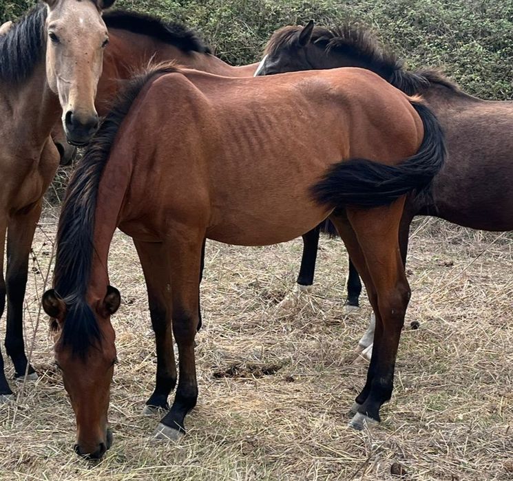Poldro  Lusitano de 1 ano com linhas de Dressage