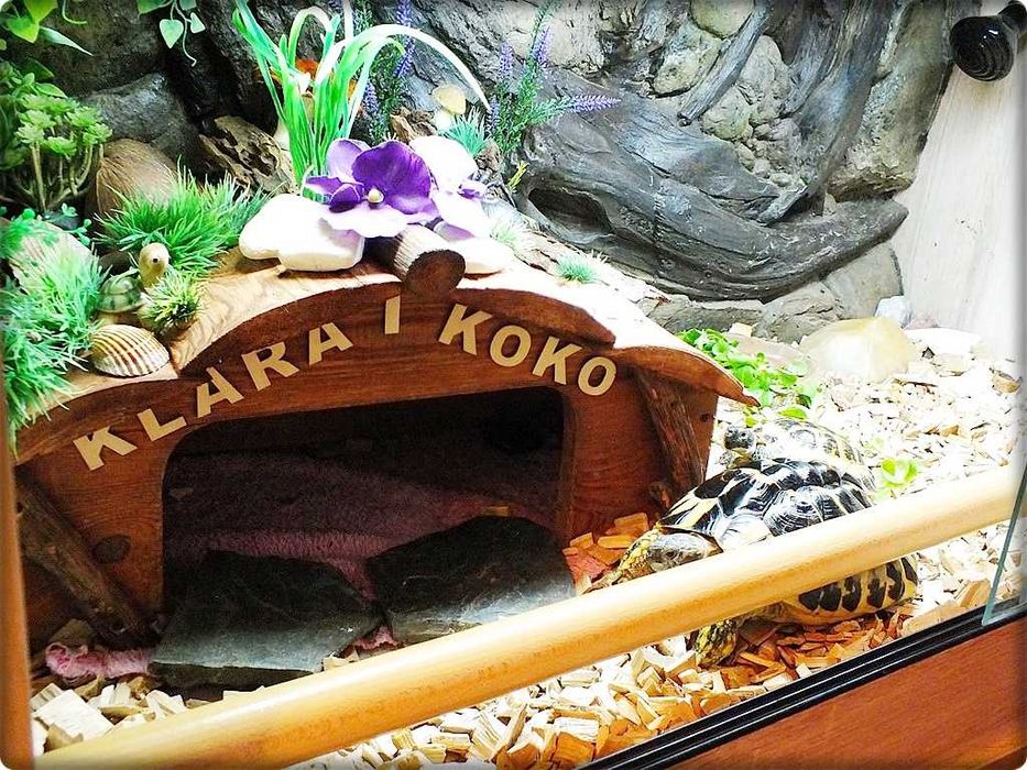 Duże Terrarium z szafką + Żółw / Żółwie z dokumentami i wyposażeniem