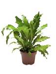Asplenium nidus Campio Zanokcica 25 cm