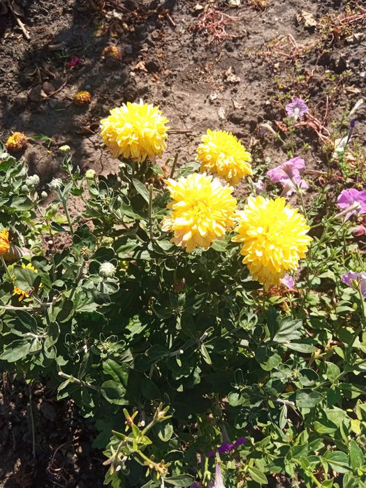 Квіти хризантеми дубки,королева осінні