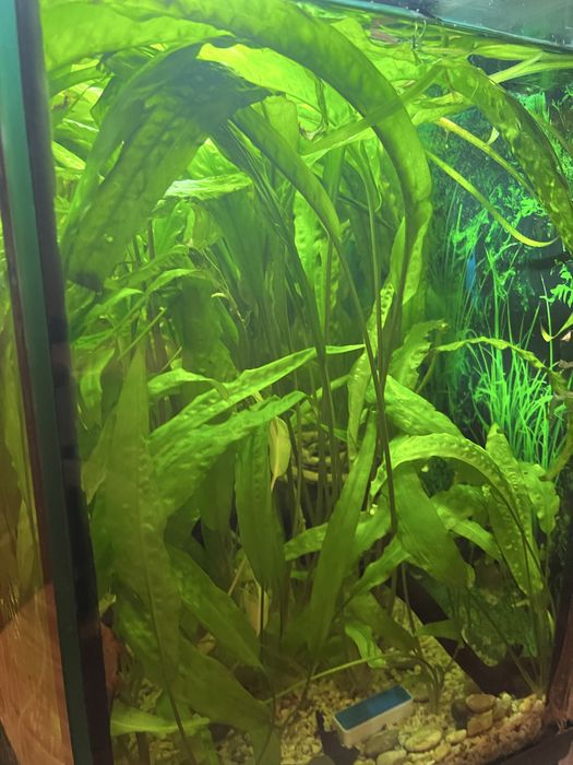 Акваріумні рослини