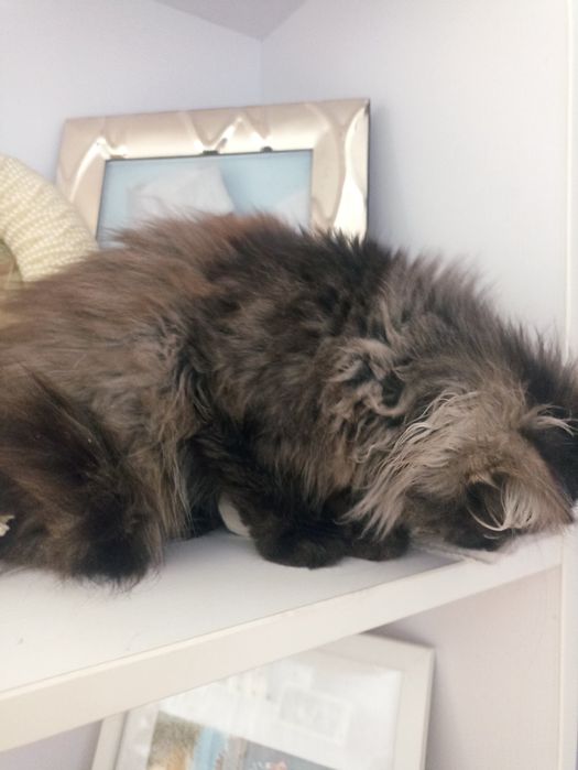 Шикарне кошенятко