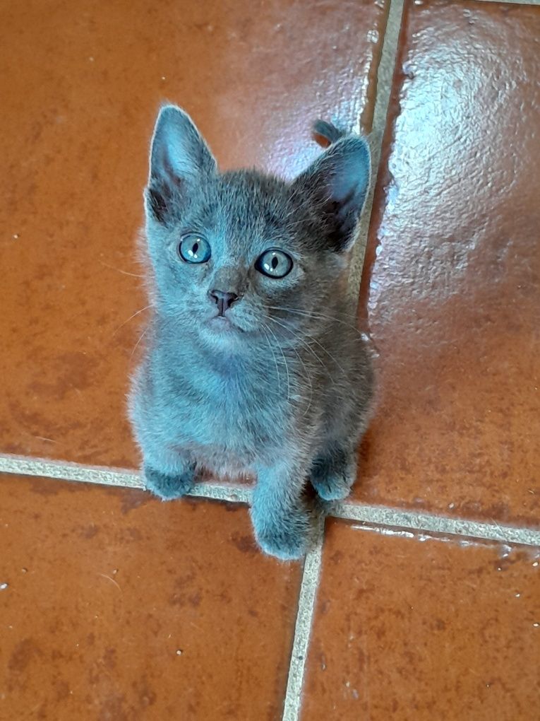 Lindo gatinho Azul um amor em casa!