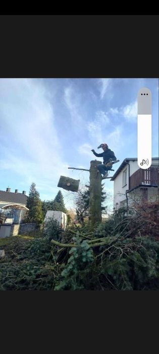 Lumberjack tree cutting service