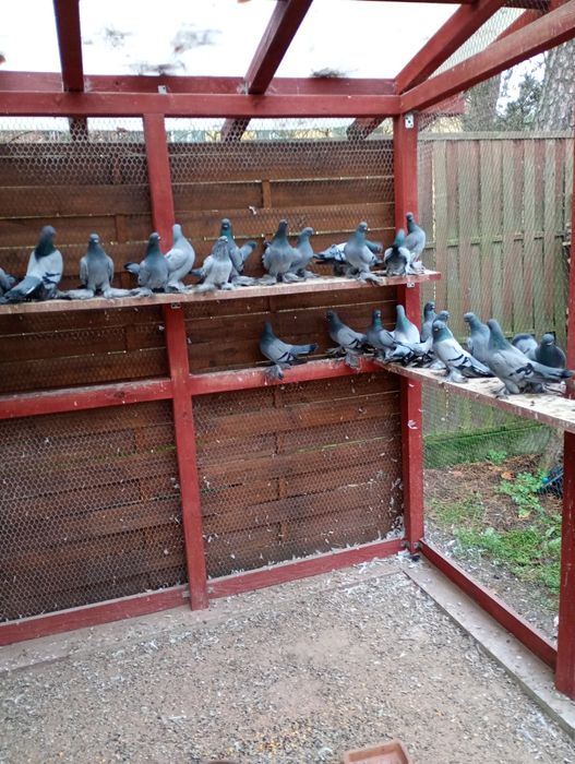 Berlińskie krótkodziobe