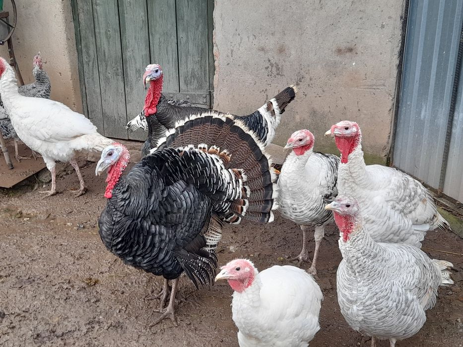 Продаються породисті індики індички