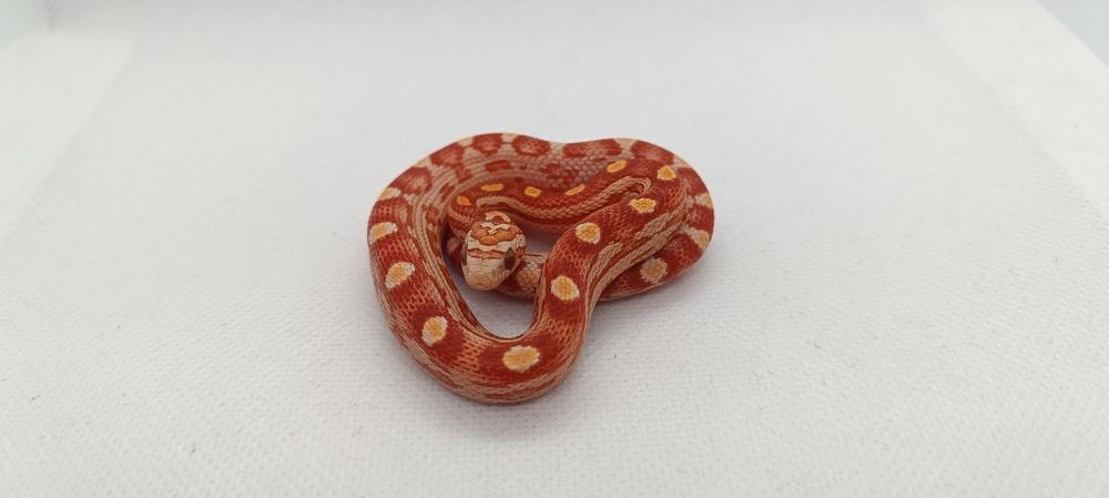 Wąż zbożowy (węże zbożowe)D4 Ultramel Motley